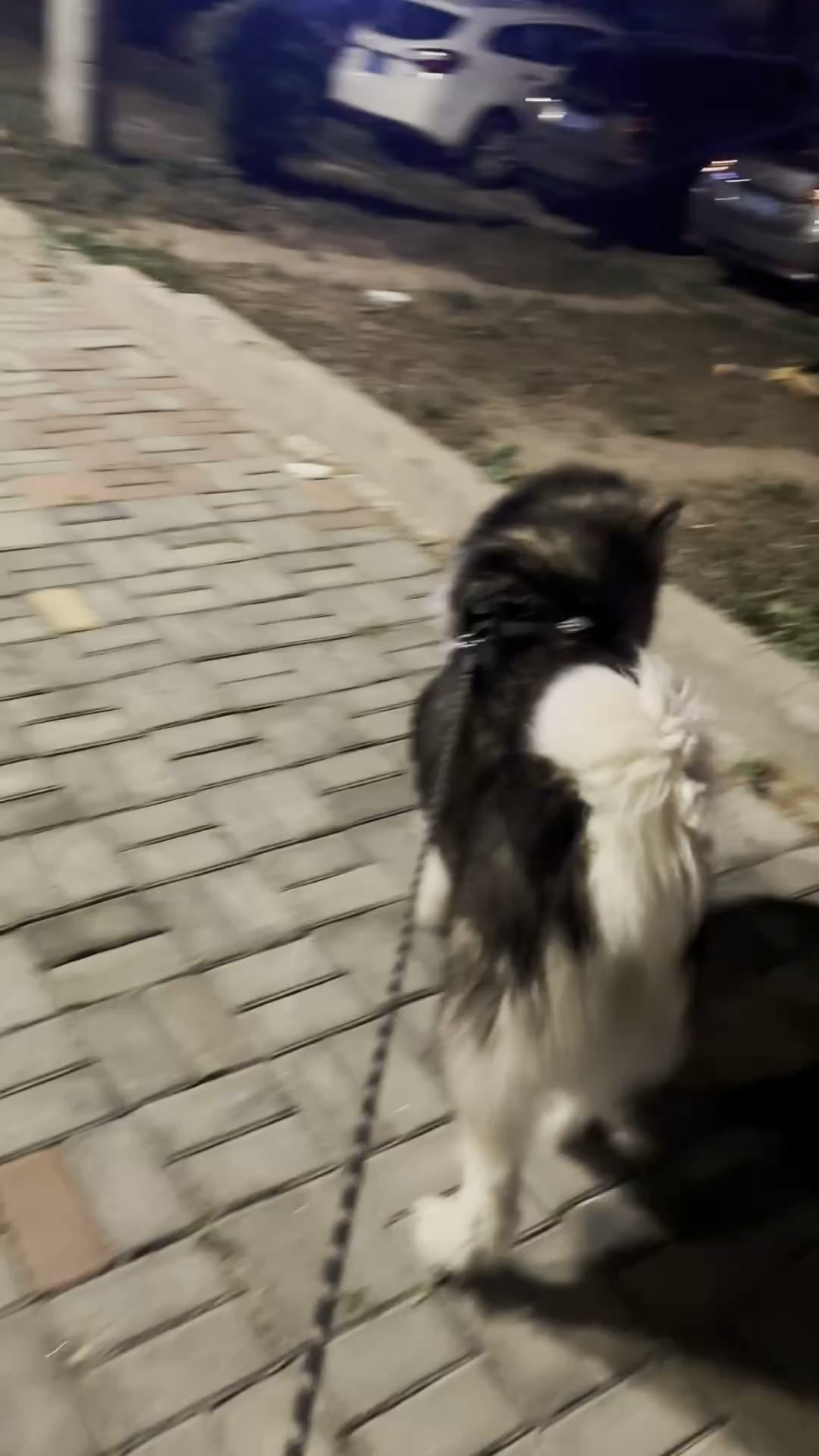 等整个城市都睡着了我