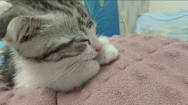 泽夕₍ᵔ･•･ᵔ₎主播照片