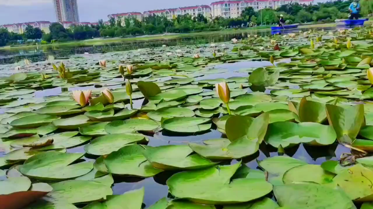 河塘月色