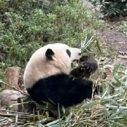开心猫不开心