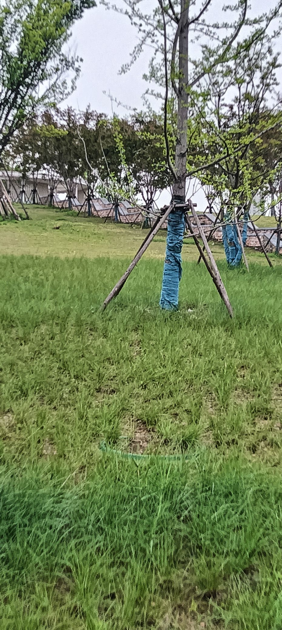 傲世_天下的主播照片