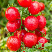 番茄🍅红了