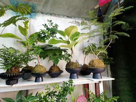 宝莉吖的图片