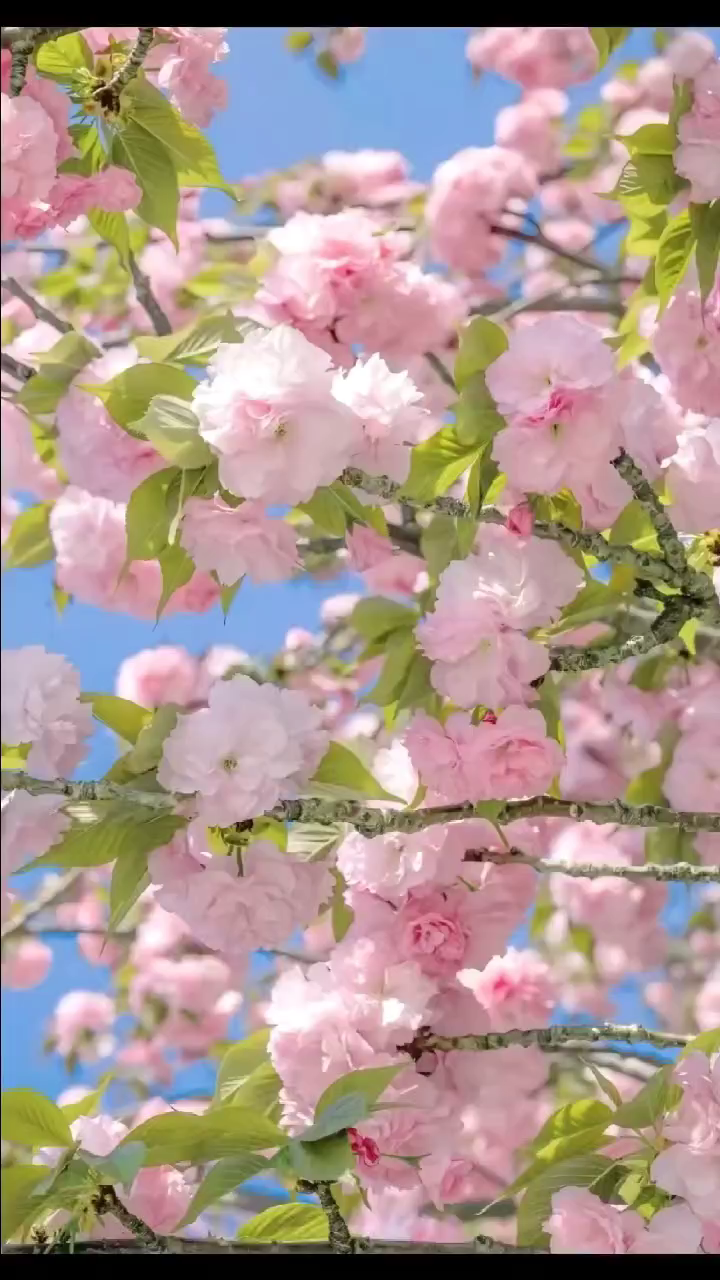 春风有信花开有期