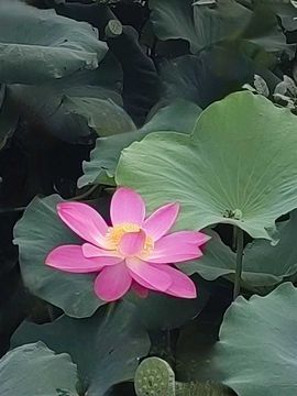 天王盖地虎虎044的图片