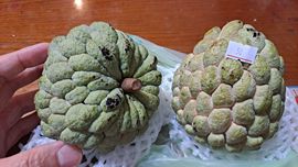 一只楚楚熊☆的图片