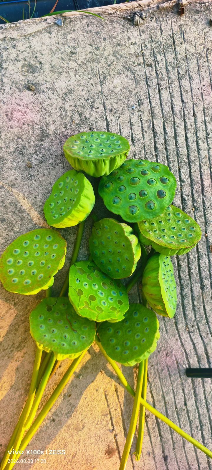 好运妞妞🤪的主播照片