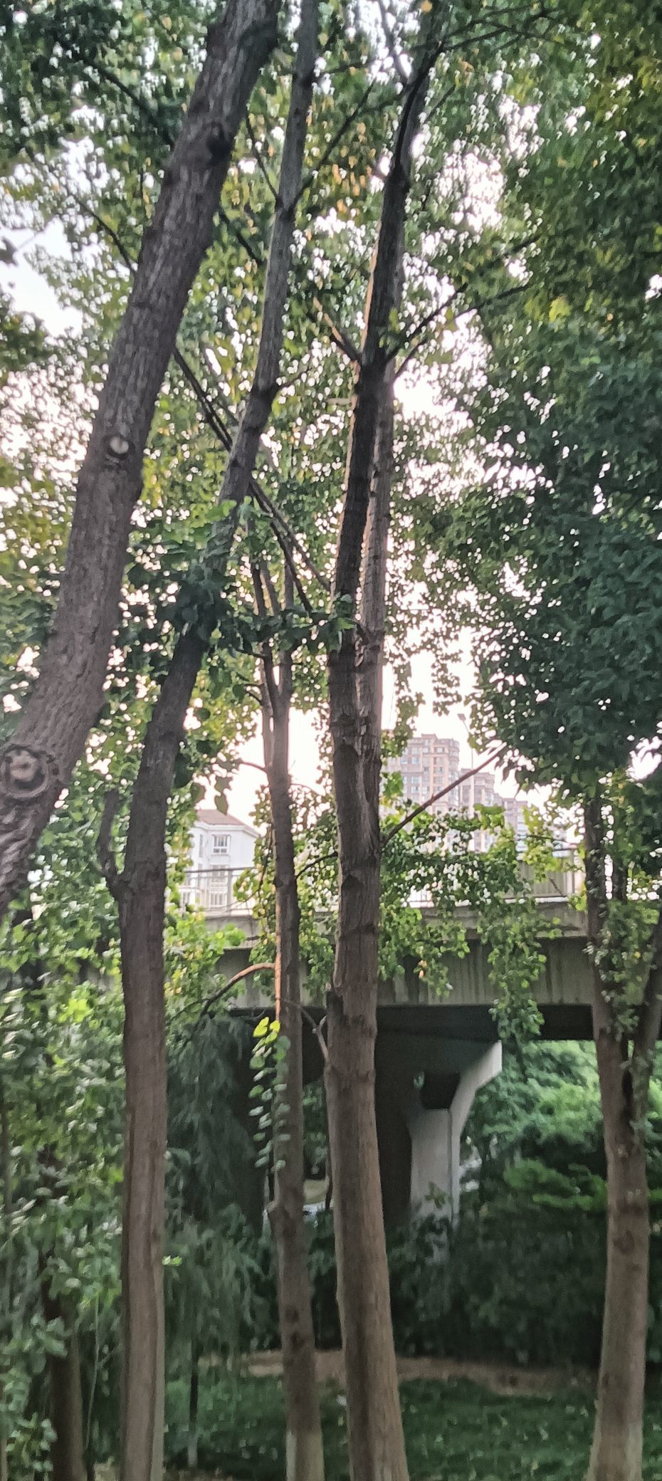 傲世_天下的主播照片