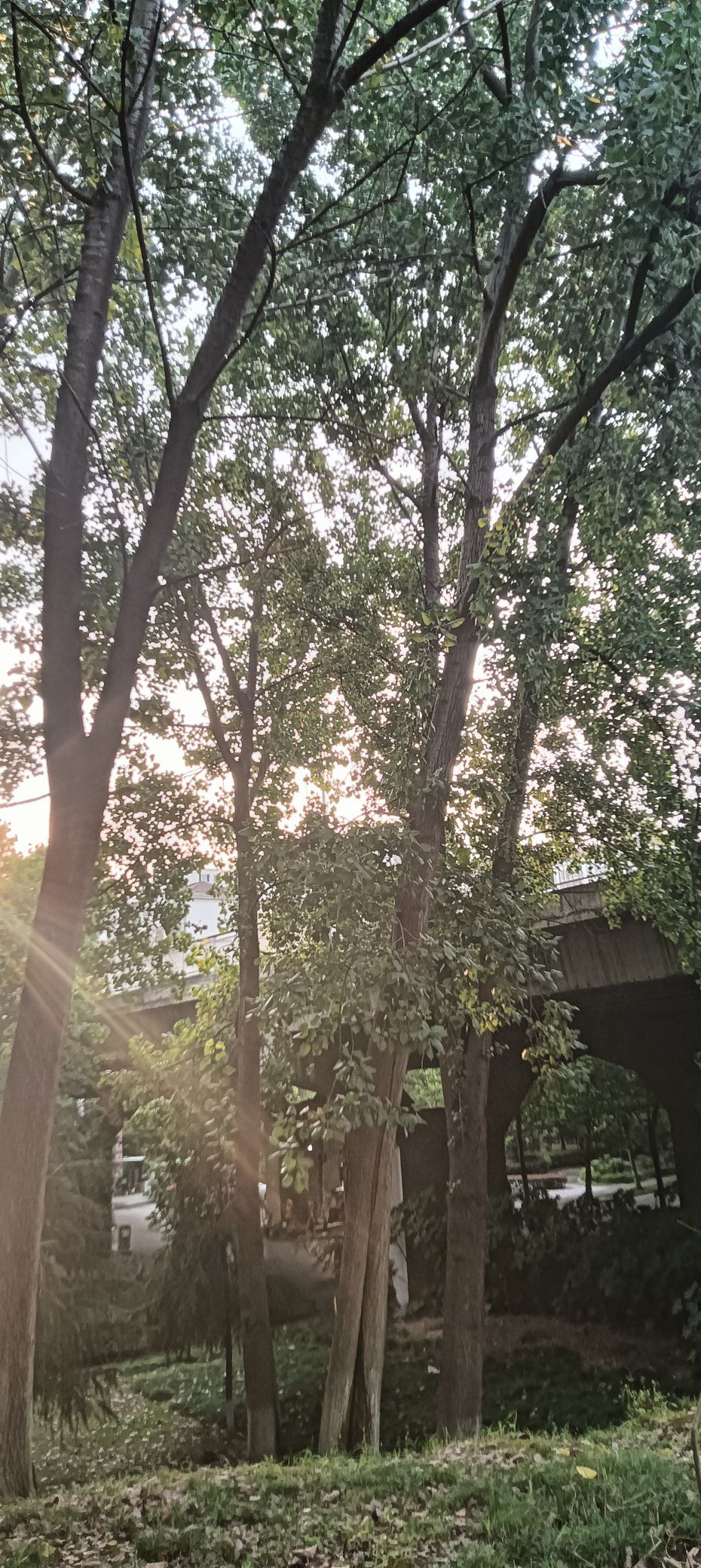傲世_天下的主播照片