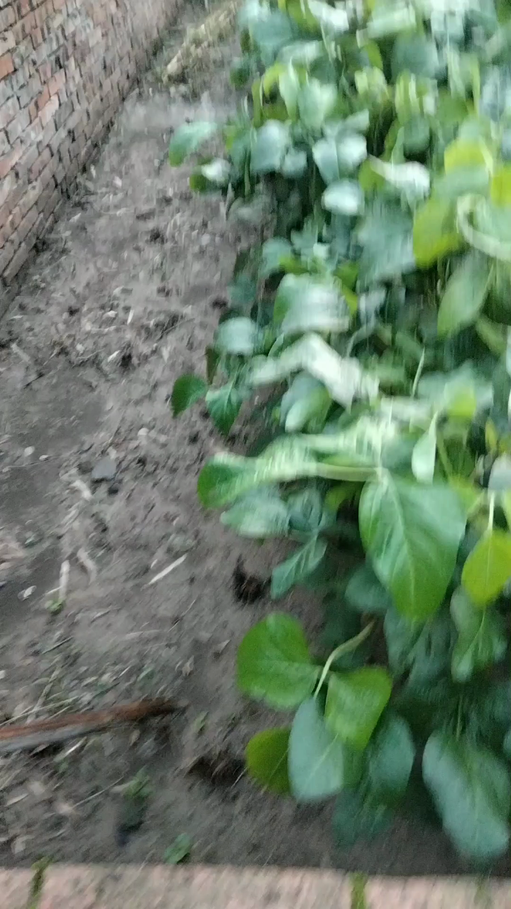 家门口那里的玉米土变