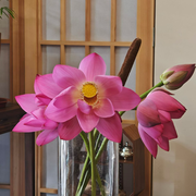 新人林林🌼