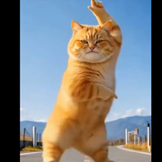 猫咪很乖哟
