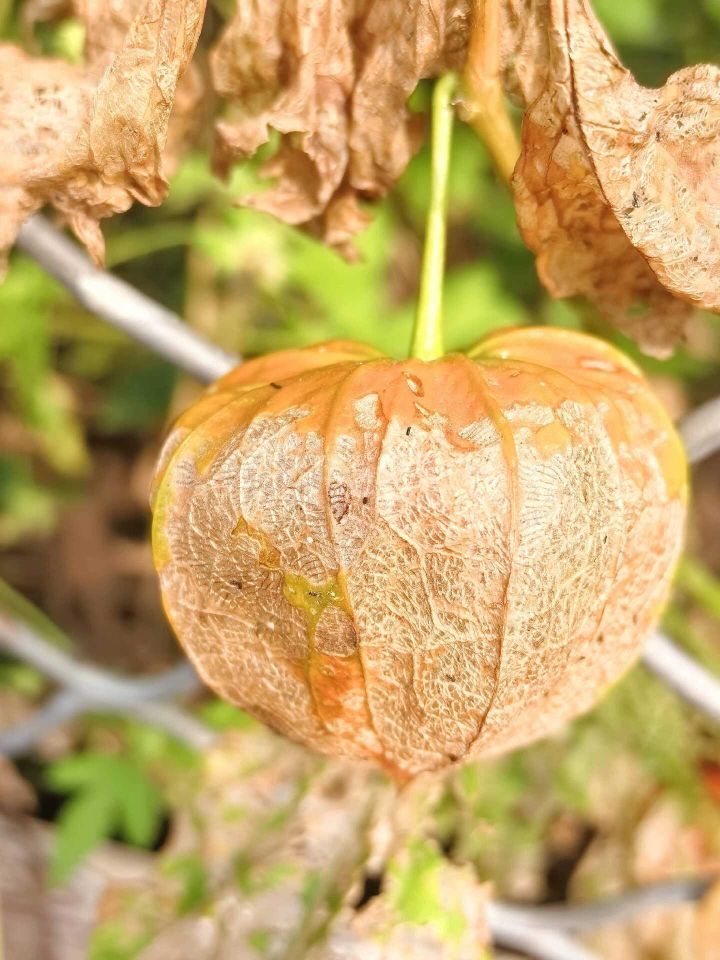天王盖地虎虎044的主播照片