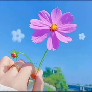 ❤️静心思语❤️