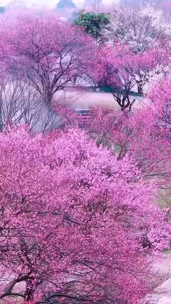 在花海间游走