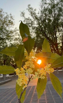 夏至🌸加油的图片