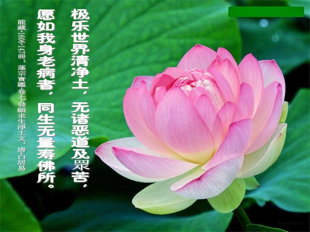 阿弥陀佛!的主播照片