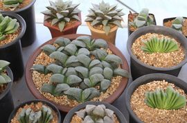 ✿炫彩主播照片