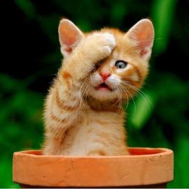 寻香猎人主播照片