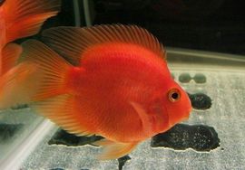 suqiang070主播照片