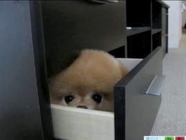 😸熱饅頭主播照片