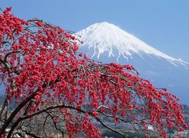 九花玉露主播照片