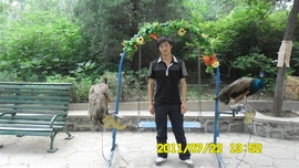 飛鹰[520]主播照片