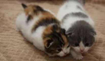 短腿喵(=^ω^=)的主播照片