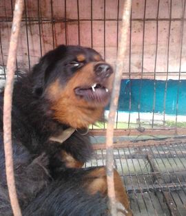 ゞ地桃ゝ主播照片