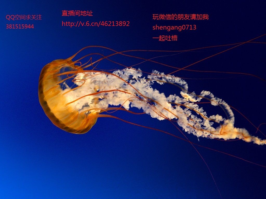 蛋疼de青春、的主播照片