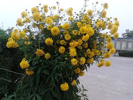 雨中丽人主播照片