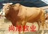 shangxumuy的主播照片