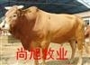 shangxumuy主播照片