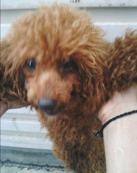 ゞ地桃ゝ主播照片