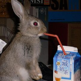 😸熱饅頭主播照片