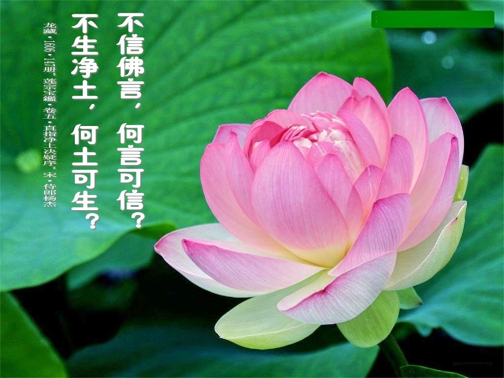 阿弥陀佛!的主播照片
