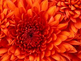 大菠萝哥哥主播照片