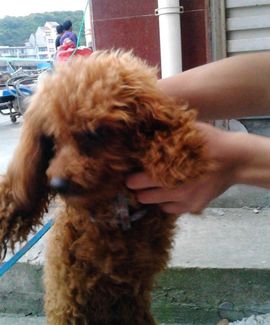 ゞ地桃ゝ主播照片