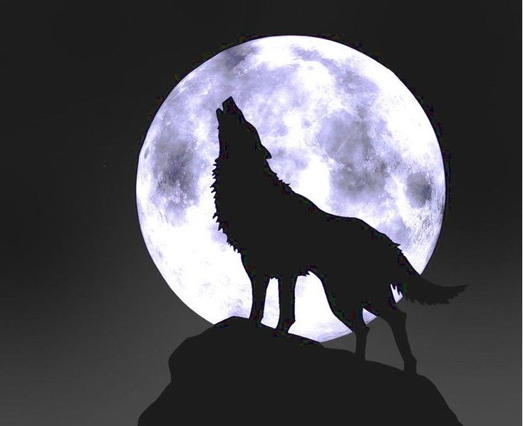 逐月的狼的主播照片