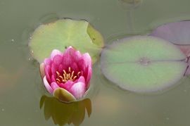 大家皇封主播照片
