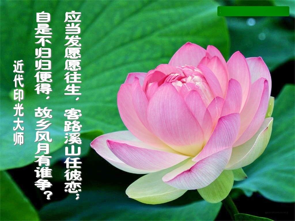 阿弥陀佛!的主播照片
