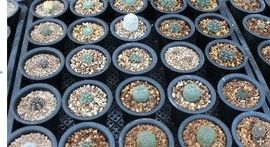 ✿炫彩主播照片