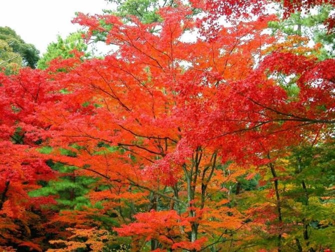龍の魂擎天主播照片