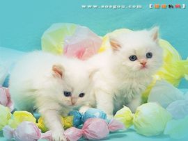 dd西北浪子主播照片