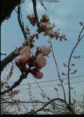 ♥♥融化★蜜糖♥♥的图片