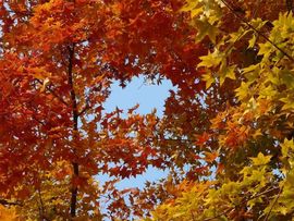 MC九家喜杨杨主播照片