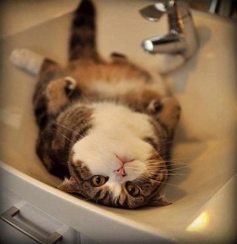 短腿喵(=^ω^=)的主播照片