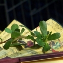 ____の小野菜海报