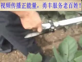 勇丰柴油 除草机在给棉花除草松土