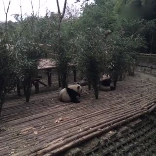 为什么熊猫要蹭屁股